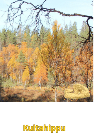 Kultahippu 0.18 gr 5x3mm Arctic Gold Lappi