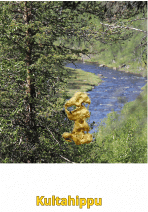 Kultahippu 0.08g 6mm Lemmenjoki Arctic Gold Lappi